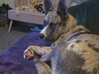 Siberian Husky dogs Siberian husky - Advert 1