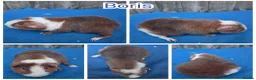 Guinea Pig rodents for sale: Baby Skinny & Teddy Guinea Pigs Ready To Leave! - Advert 6