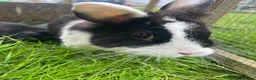 Lionhead rabbits for sale: Adorable dwarf/lionhead baby rabbits - Advert 6