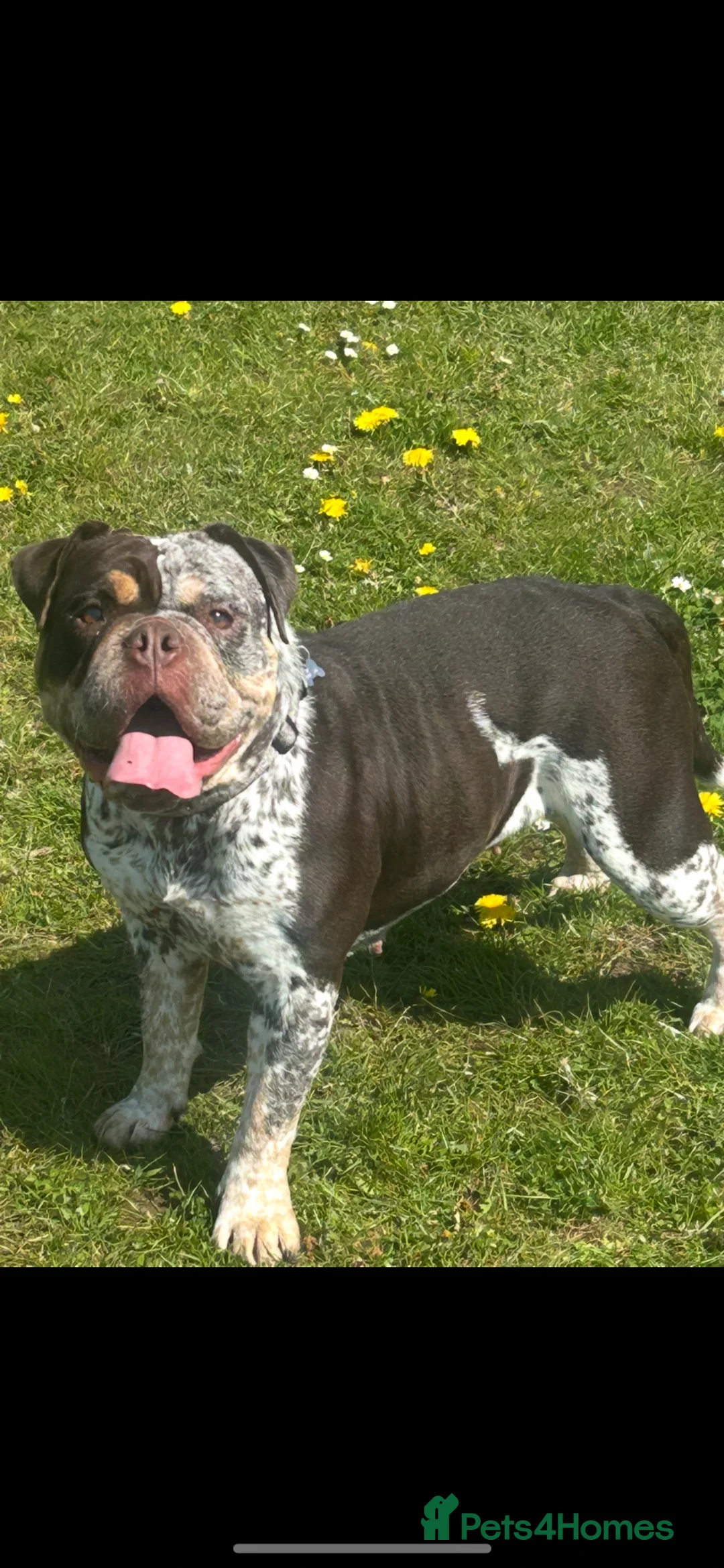 Dorset Olde Tyme Bulldogge dogs for sale: Beautiful olde English bulldog puppies 🔥 in Peacehaven - Advert 16