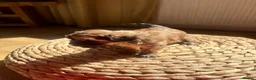 Lhasapoo dogs for sale: 2 beautiful girl lhasapoos  - Advert 5