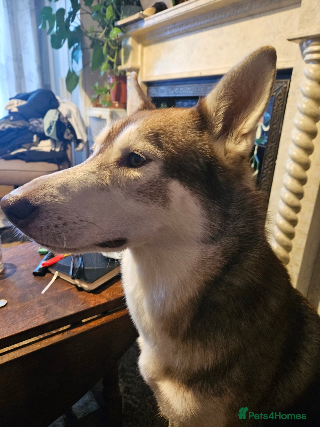 Mixed Breed dogs for sale: Boys  - Image 3