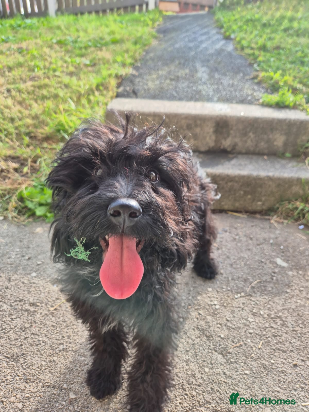 Cockapoo dogs Teddy B. 1 Year old Cockapoo (Fully Trained) - Advert 2