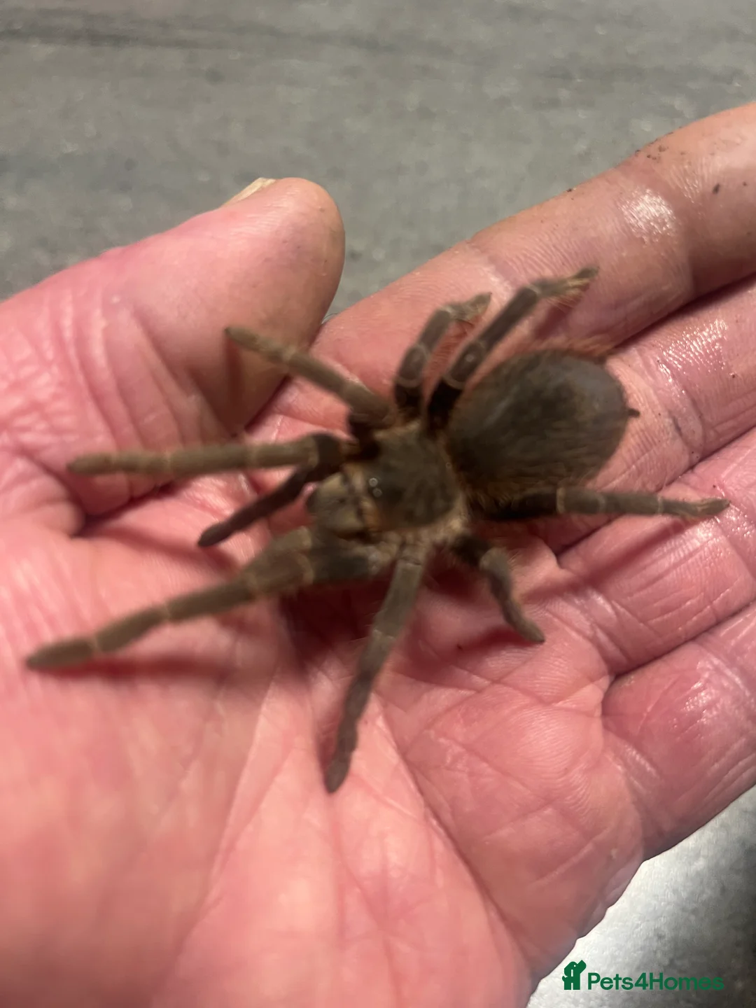 Spiders invertebrates for sale: Young salmon pink bird eating tarantula - Advert 1