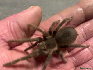 Spiders invertebrates Young salmon pink bird eating tarantula - Advert 10