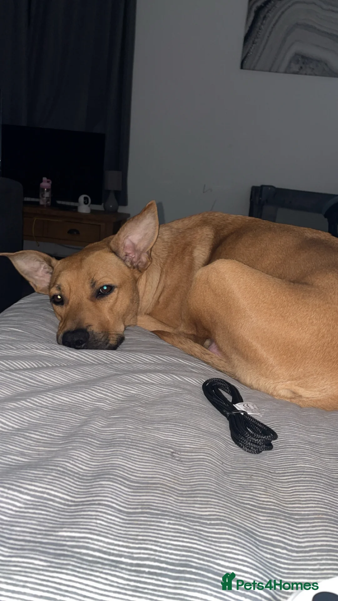 Mixed Breed dogs for sale: Puppies  in Nuneaton - Advert 10