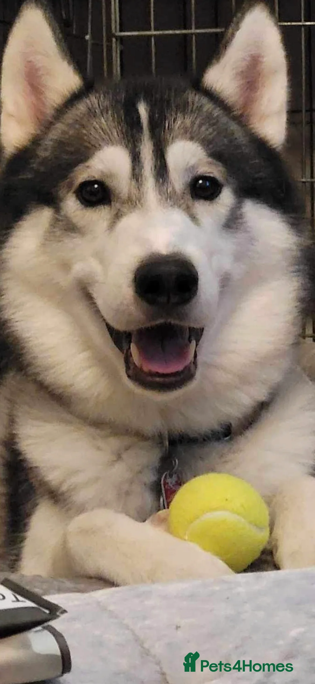 Siberian Husky dogs for stud: husky for stud - Advert 2