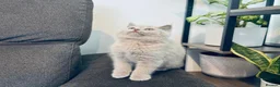 British Shorthair cats for sale: 🐱 Beautiful British Shorthair Kittens for Sale 🐱 - Advert 3