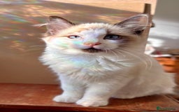 Ragdoll cats for sale: Gorgeous Ragdoll Boys - Affectionate & Ready Now - Image 2