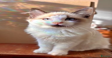 Ragdoll cats - Advert 6