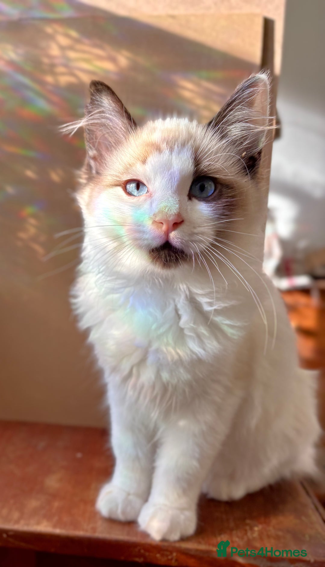 Ragdoll cats for sale: Gorgeous Ragdoll Boys - Affectionate & Ready Now - Image 2