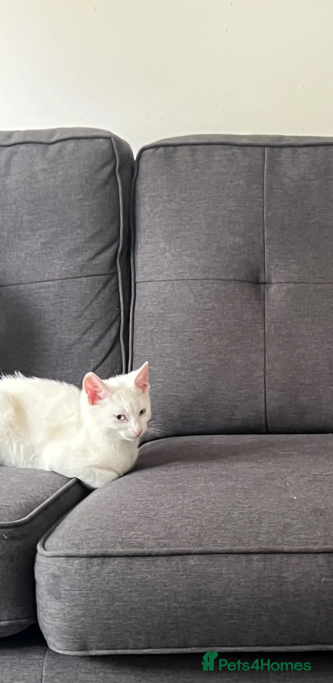 Domestic Shorthair cats for sale: White domestic shorthair kitten looking for a home - Advert 2