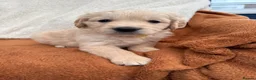 Golden Retriever dogs for sale: KC Registered Golden Retriever Puppies  in Tenterden - Advert 14