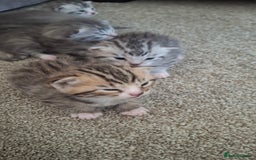 British Shorthair cats for sale: 2 female 4 male kittens  - Image 7