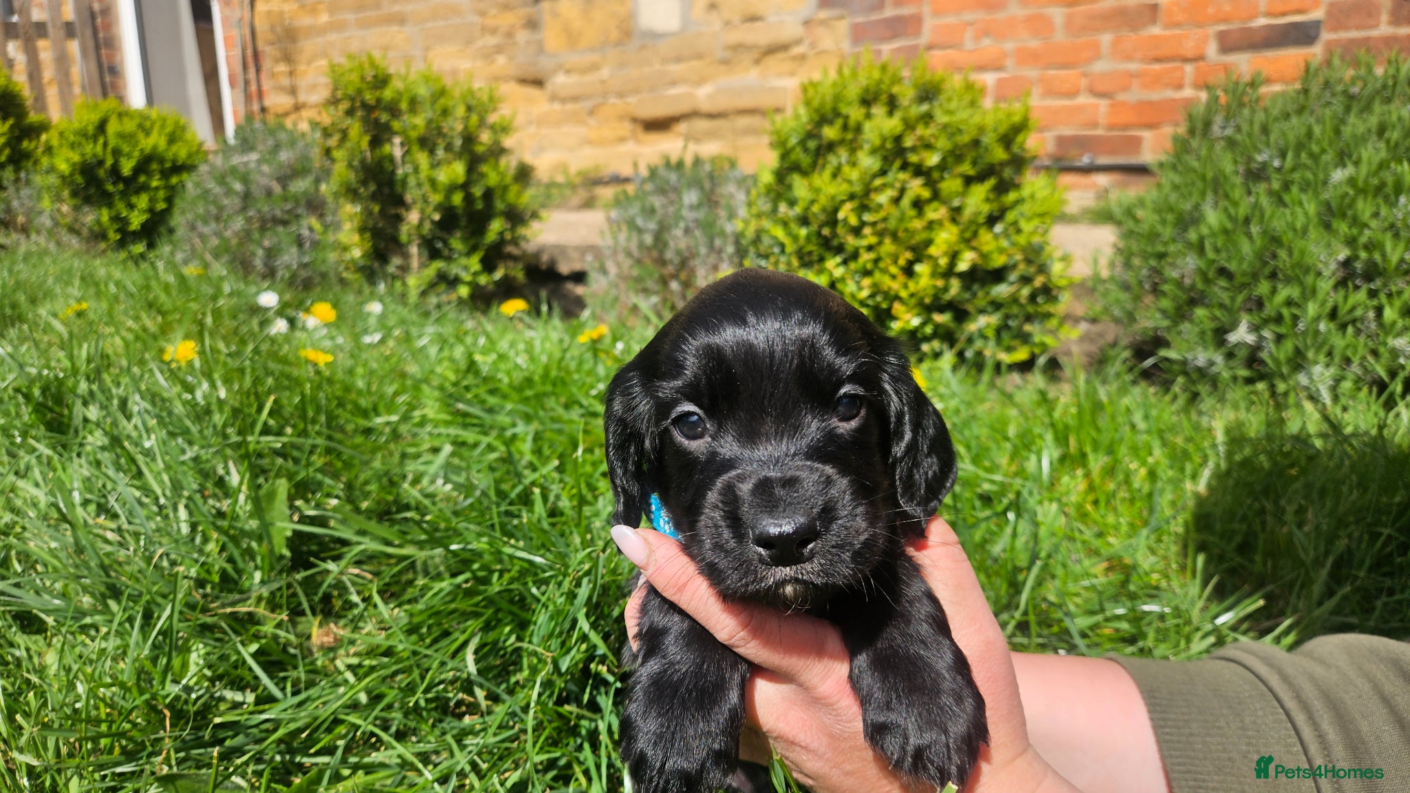 Cocker Spaniel dogs Meet lady's beautiful cocker spaniel puppies - Advert 6