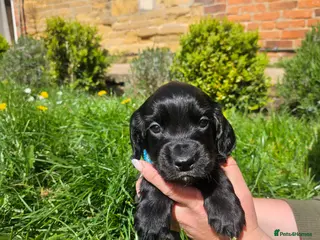 Cocker Spaniel dogs Meet lady's beautiful cocker spaniel puppies - Advert 6