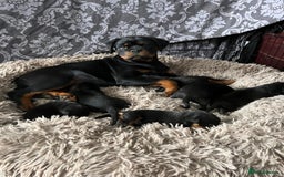 Rottweiler dogs for sale: Rottweiler puppies  - Image 4