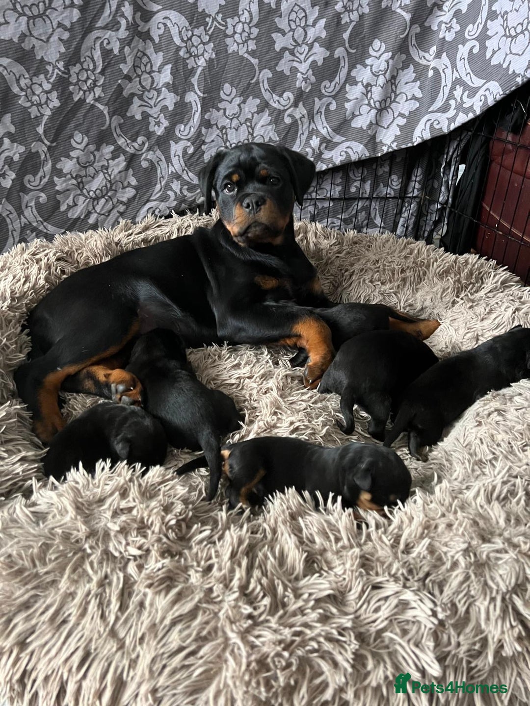 Rottweiler dogs for sale: Rottweiler puppies  - Image 4