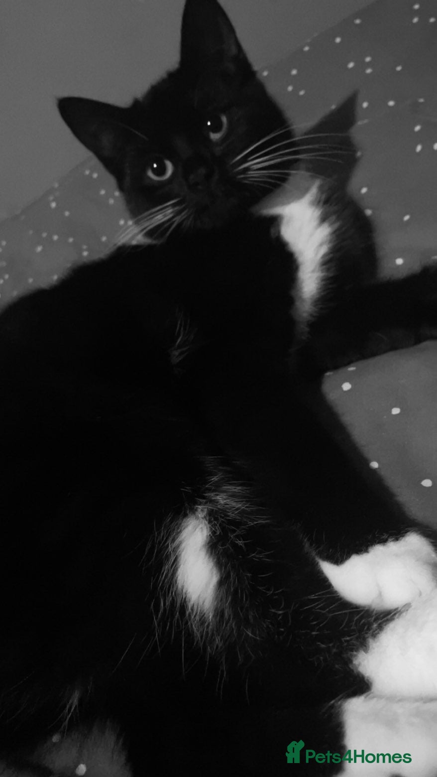 Mixed Breed cats Coloco kitten  - Advert 1