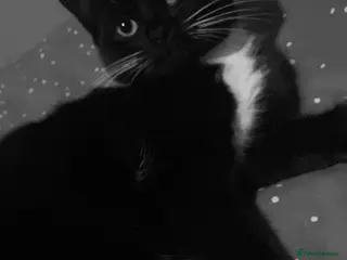 Mixed Breed cats Coloco kitten - Advert 7