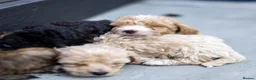 Goldendoodle dogs for sale: Black doodle boy with white apron - Advert 12