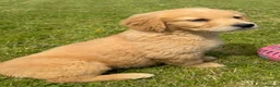 Mini Goldendoodle dogs for sale:   Like owning a miniature fluffy Golden Retriever - Advert 31
