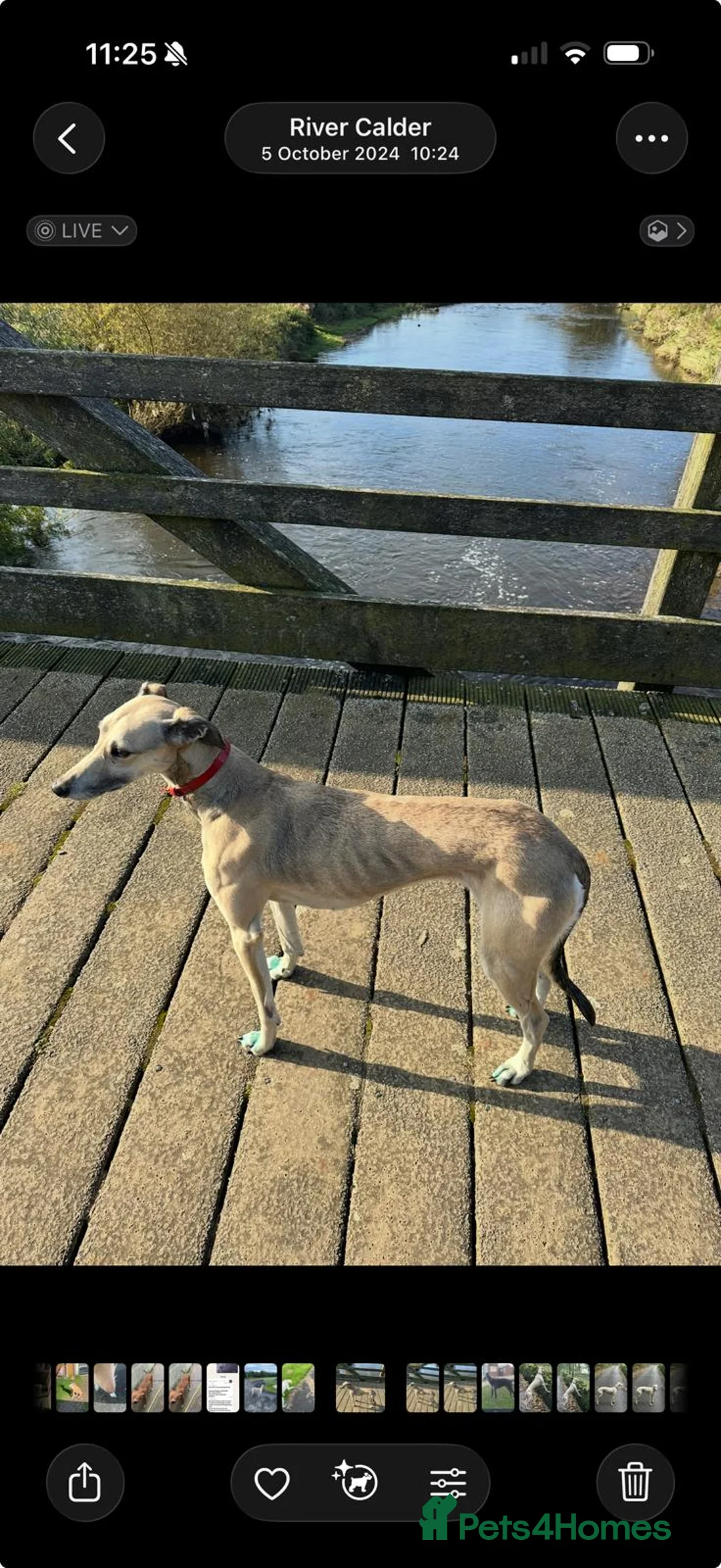 Mixed Breed dogs for sale: Beautiful saluki x greyhound girl   - Advert 3