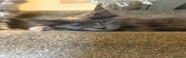 Maine Coon 4