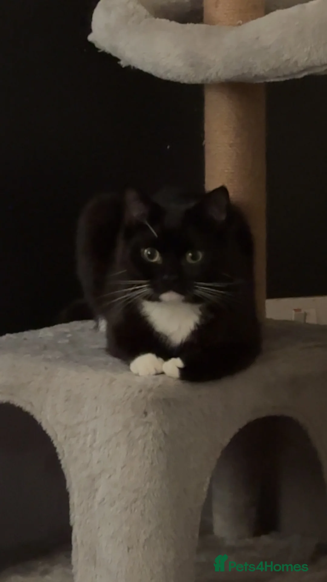 British Shorthair cats for sale: 2 male black a white short hairs - Advert 2