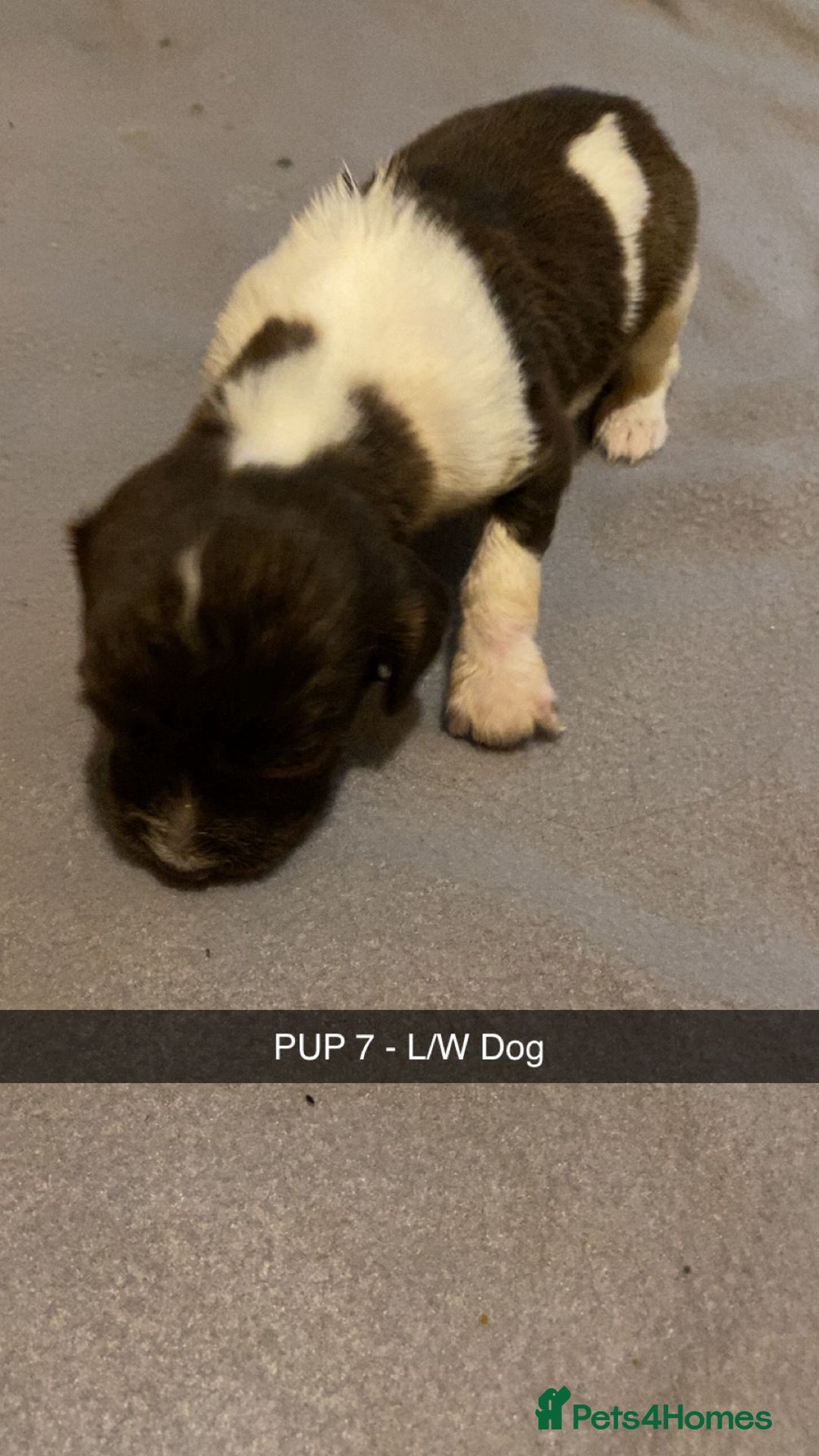 English Springer Spaniel dogs for sale: 6 Kc registered English springer spaniel pups  - Advert 7
