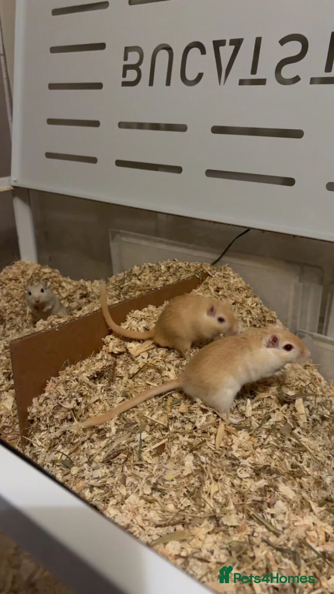 Gerbil rodents for sale: 3 gerbils  - Advert 1