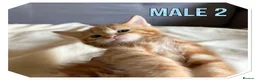 American Shorthair cats for sale: Beautiful Ginger kittens - READY FOR NEW HOMES! - Advert 8