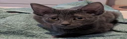 Russian Blue cats for sale: 2 female russian blue kittens  - Advert 5