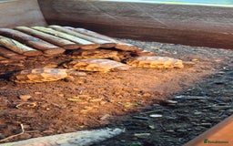 Tortoise reptiles for sale: Tortoise Hatchlings for sale - Image 3