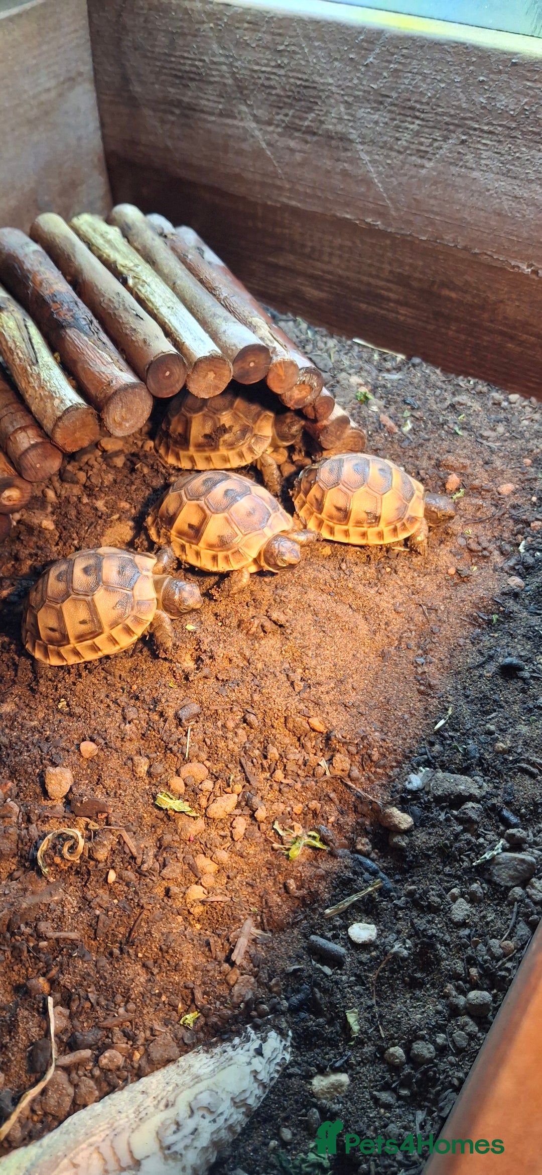 Tortoise reptiles for sale: Tortoise Hatchlings for sale - Image 3