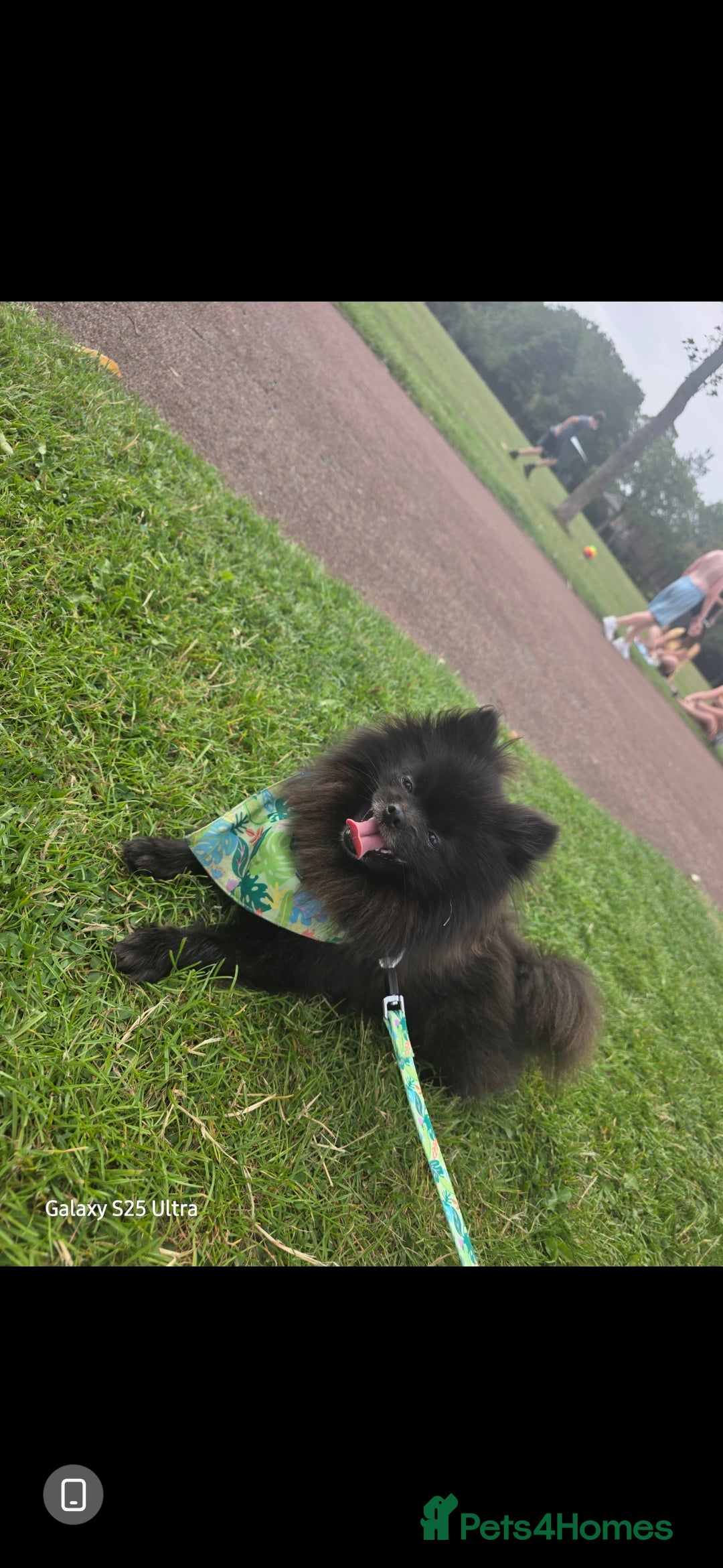 Pomeranian dogs Arlo  - Advert 14