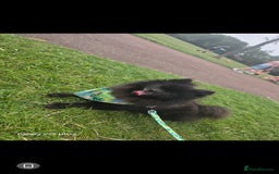 Pomeranian dogs for sale: Arlo  - Image 1