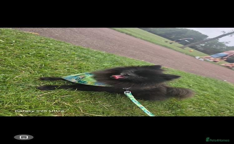 Pomeranian dogs - Advert 6