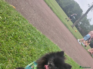 Pomeranian dogs - Advert 10