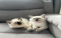 Ragdoll cats for sale: 😻 5 Beautiful Purebred Ragdoll Kittens 😻 - Image 27