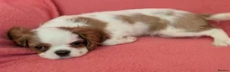 Cavalier King Charles Spaniel dogs for sale: Gorgeous Cavalier King Charles Spaniel puppies - Advert 9