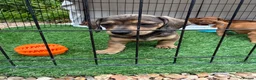 Miniature Dachshund dogs for sale: Beautiful mini dachshund pups ready for new homes  - Advert 15