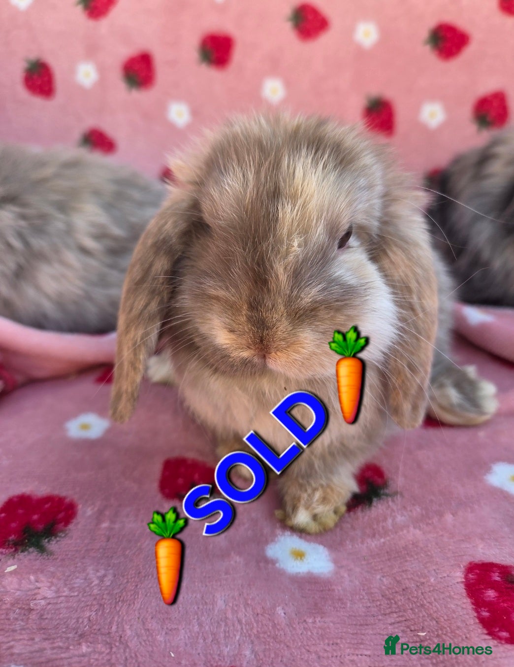 Mini Lop rabbits Very tame  Mini lop 8 weeks old - Advert 2