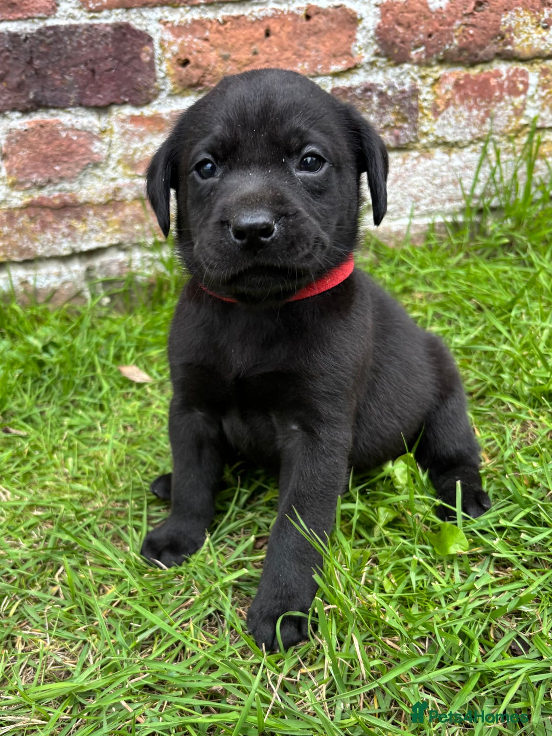 Labrador Retriever dogs for sale: Stunning Black Labrador Puppies KC Parents  - Image 21