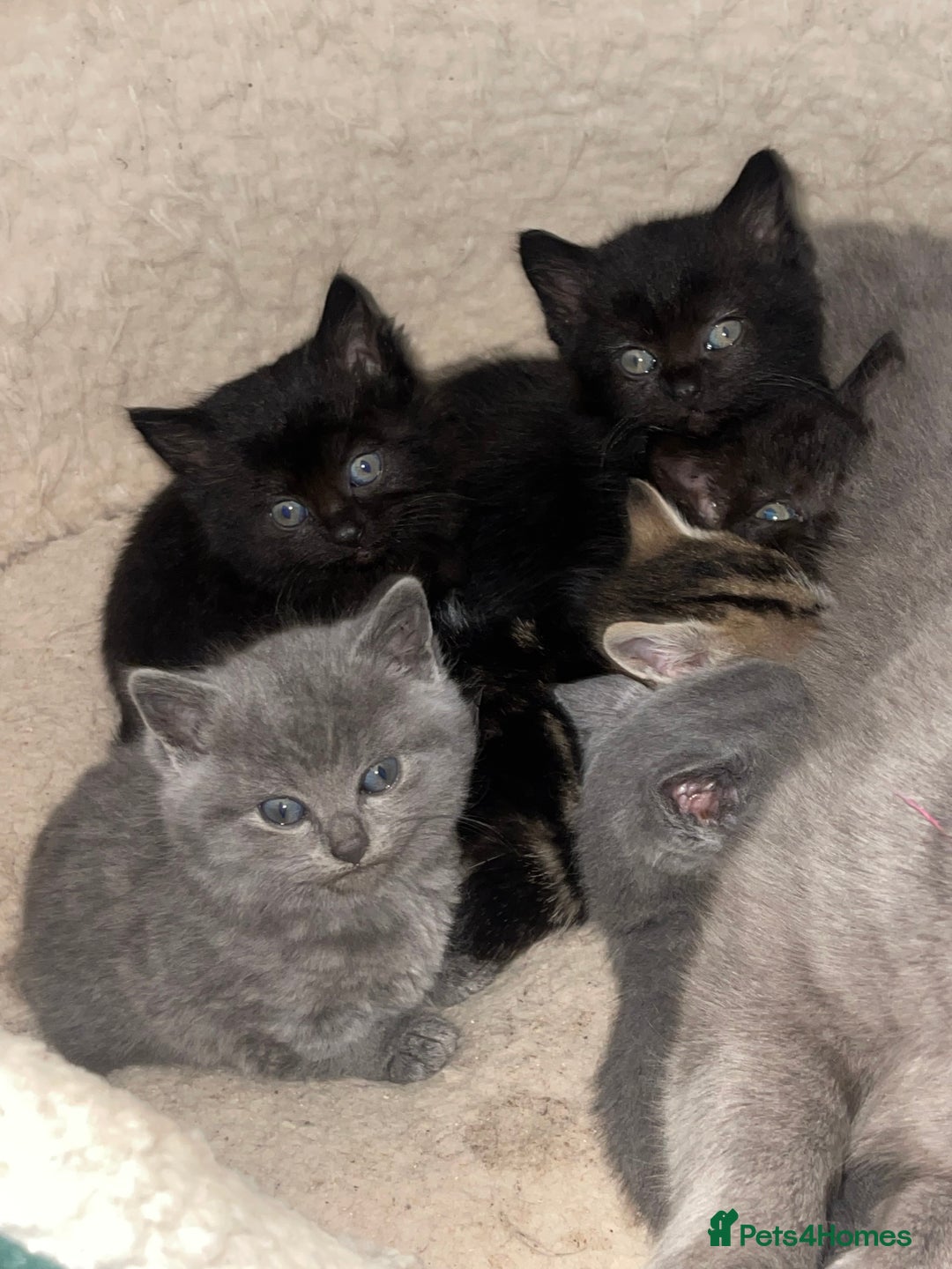 British Shorthair cats for sale: BSH kittens - Advert 4
