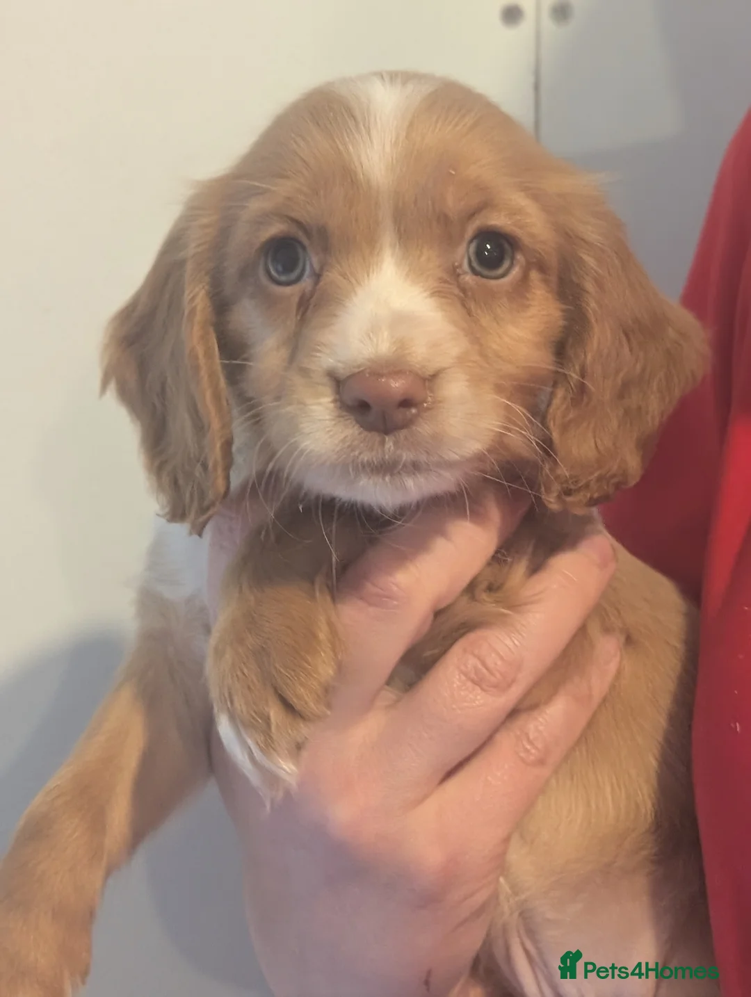 Cocker Spaniel dogs for sale: Pups from Health Tested Champion Trialling lines. - Advert 17