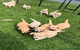 Golden Retriever dogs for sale: KC GOLDEN RETRIEVER PUPPIES HEALTH TESTED PARENTS  - Image 30