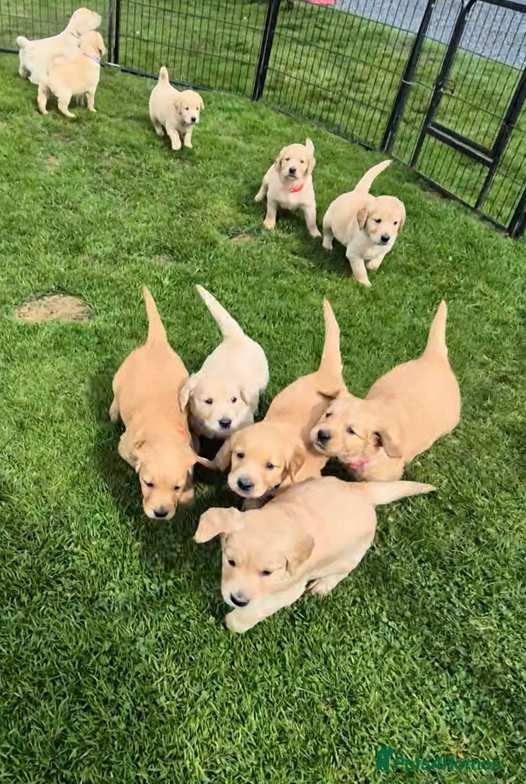 Golden Retriever dogs for sale: KC GOLDEN RETRIEVER PUPPIES HEALTH TESTED PARENTS  - Image 30