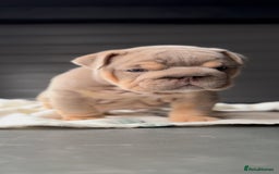 English Bulldog dogs for sale: Bulldogs ready to go!  - Image 14
