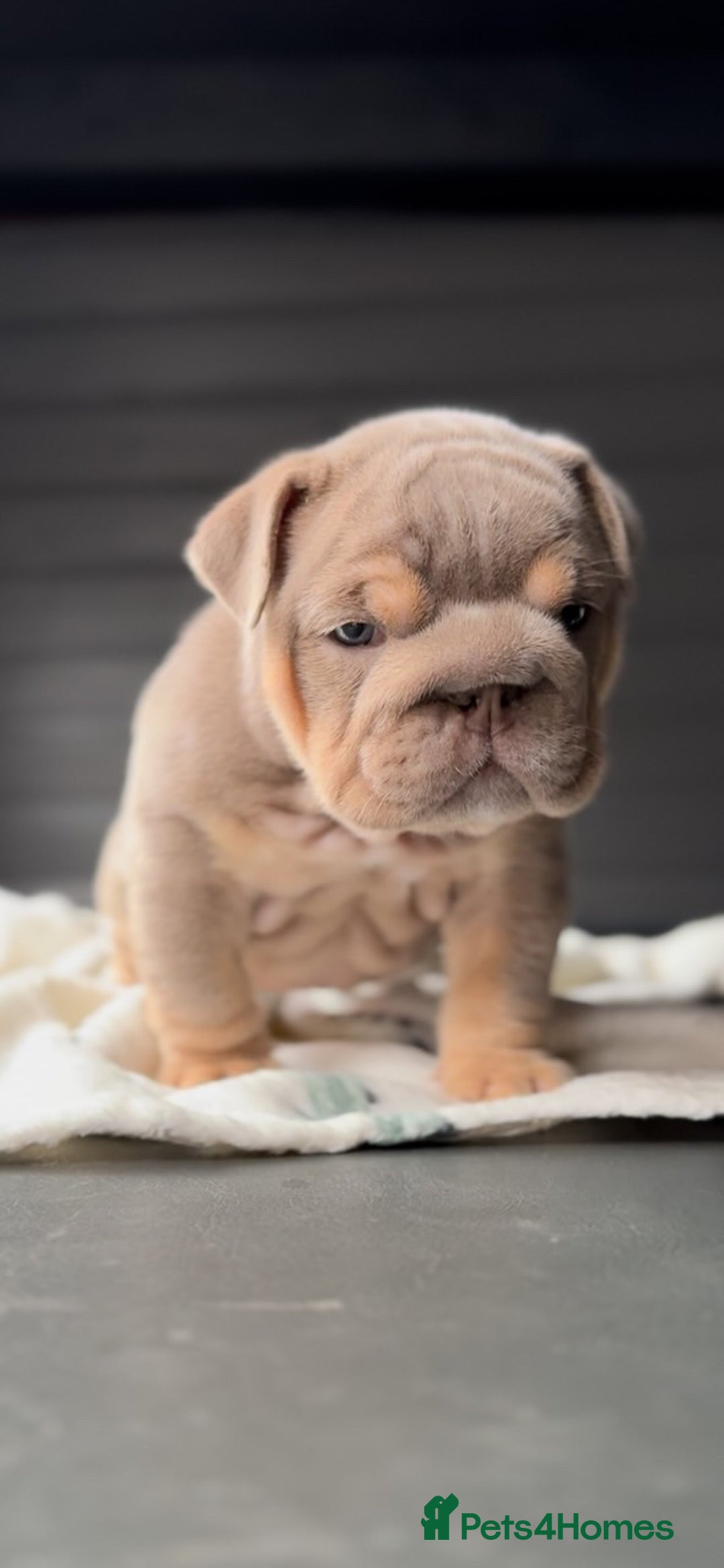 English Bulldog dogs for sale: Bulldogs ready to go!  - Image 14
